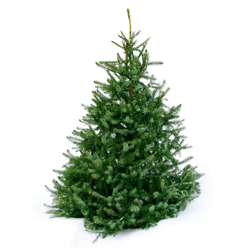 6ft Norway Spruce